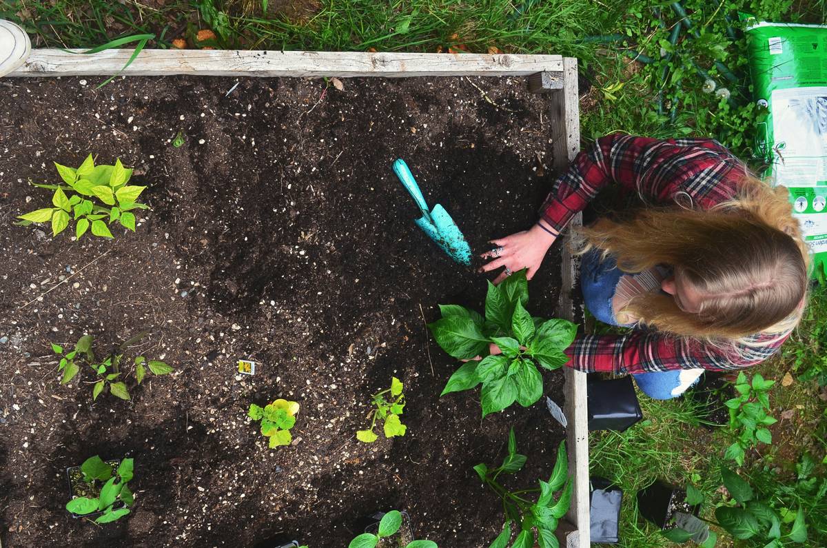 Before/after photo of compacted backyard transformed into loose, aerated garden bed after using rented soil cultivator