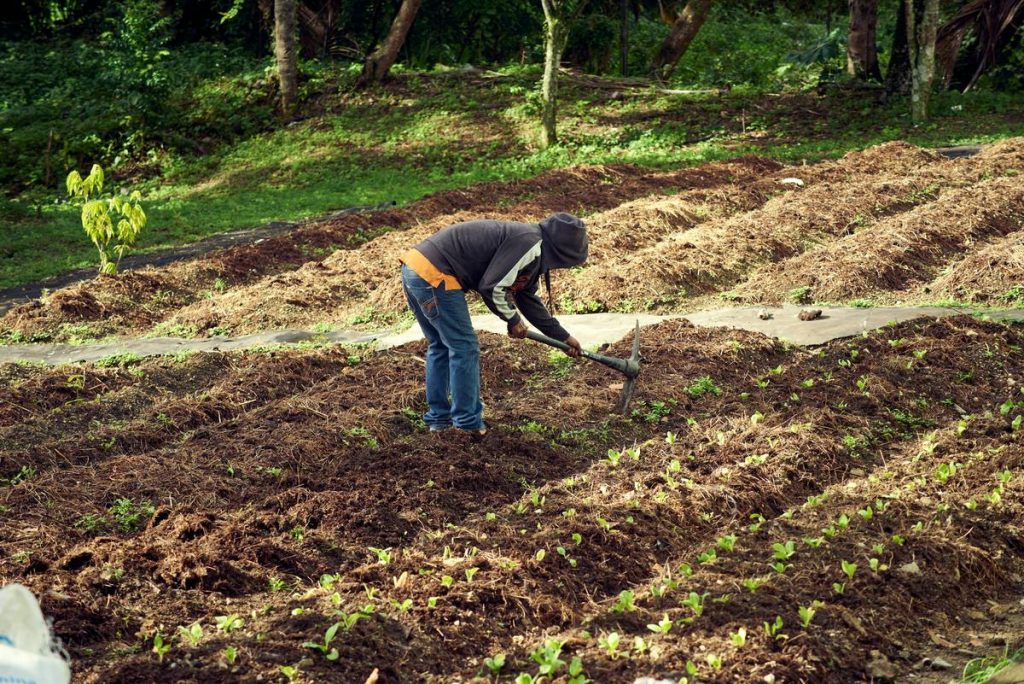 Manual Cultivators Gardening Hand Tools: Your Soil’s Best Friend (And Why You’re Probably Using Them Wrong)