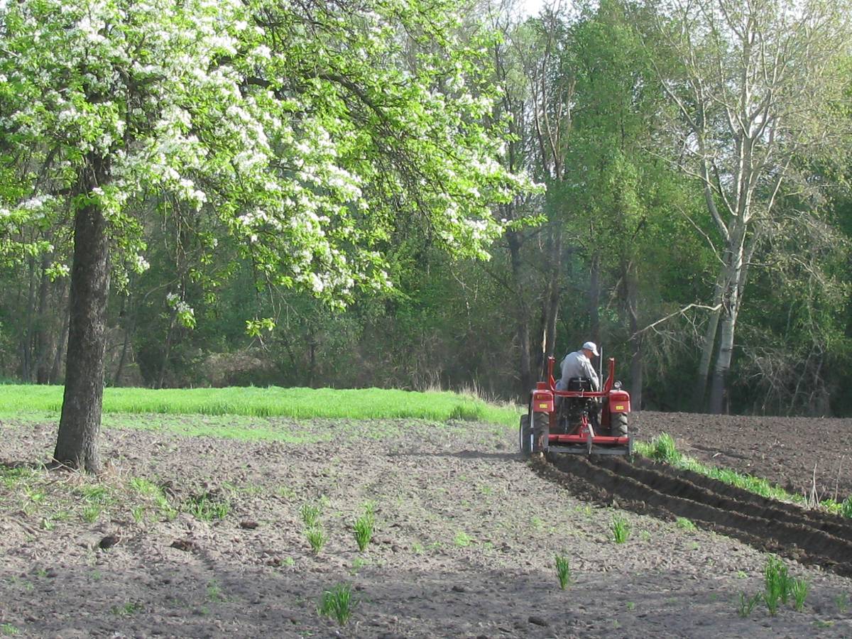 Side-by-side comparison: compacted backyard soil vs. same area after using a soil cultivator attachment for Dingo—showing loose, aerated earth ready for planting
