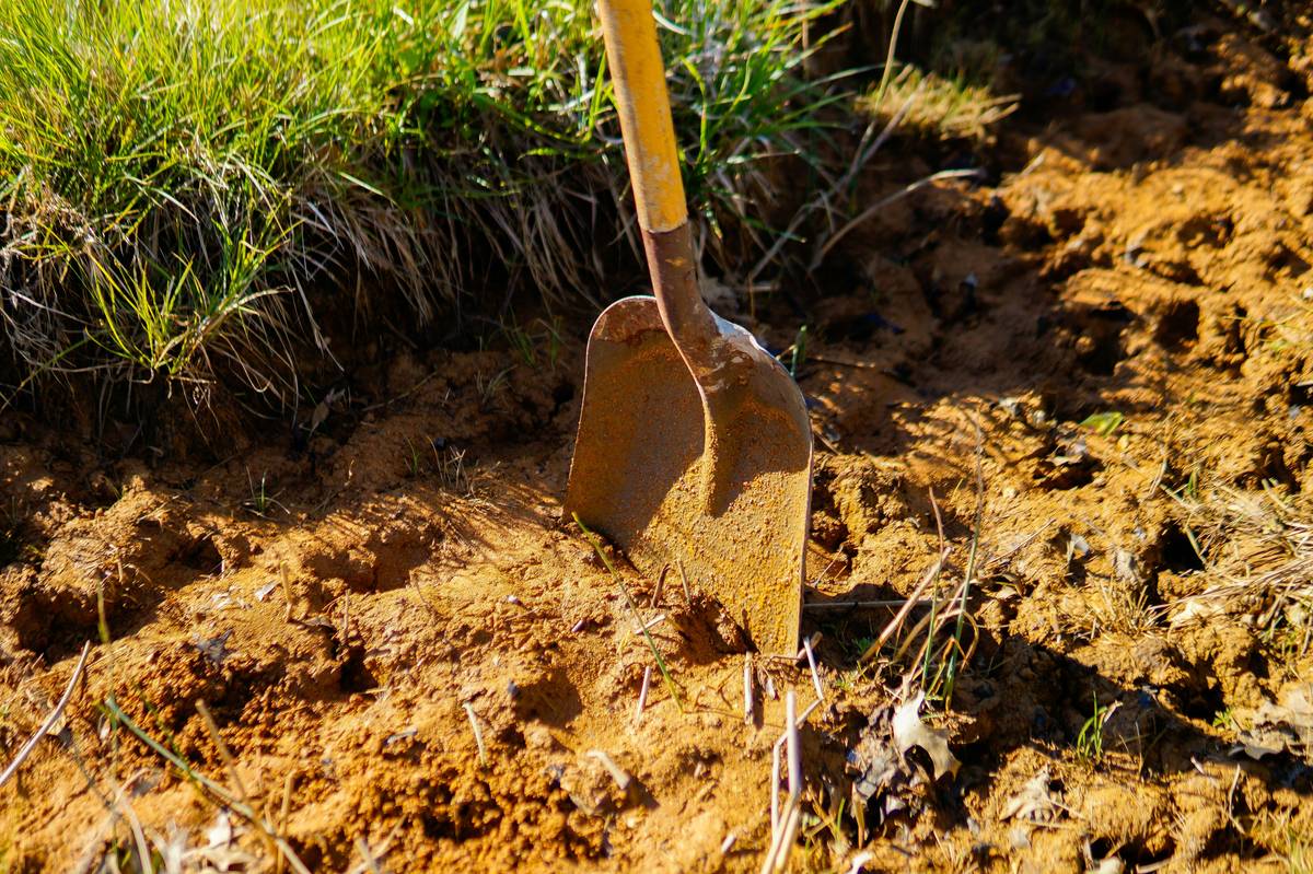 Diagram showing how gardening hand cultivator tines break up soil crust without damaging root zones, improving water infiltration and air exchange