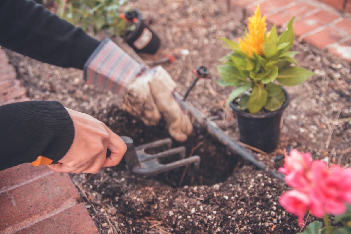 Side-by-side comparison showing proper vs improper use of what is a cultivator in garden soil