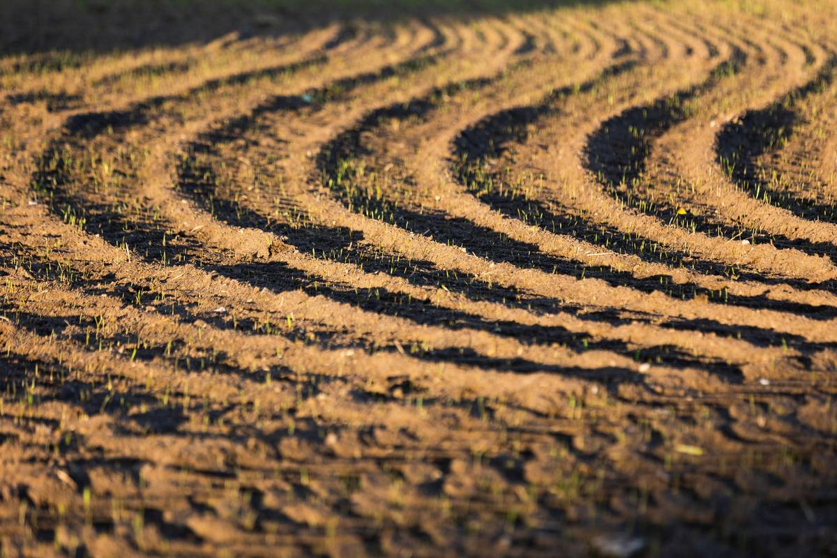 planting aid cultivator how long before comparing tilling methods in home gardens