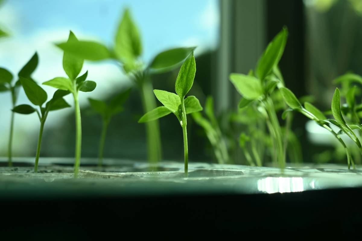 Close-up of gardener using precision cultivators for small transplants in raised bed