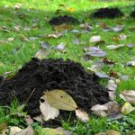 Why You Need a Cultivator for Planting Grass Seed—And When It’s Actually Hurting Your Lawn