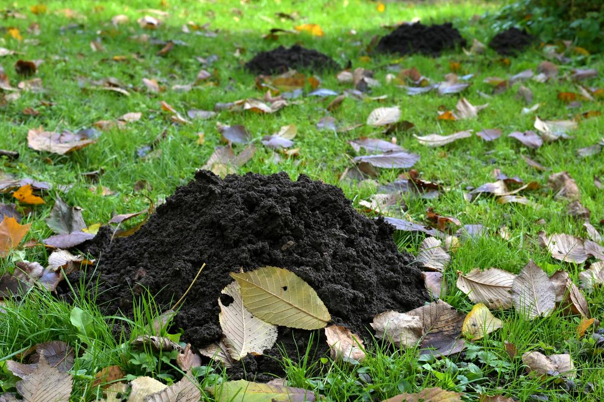 Why You Need a Cultivator for Planting Grass Seed—And When It’s Actually Hurting Your Lawn
